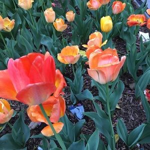 Meet your Posher, Jen